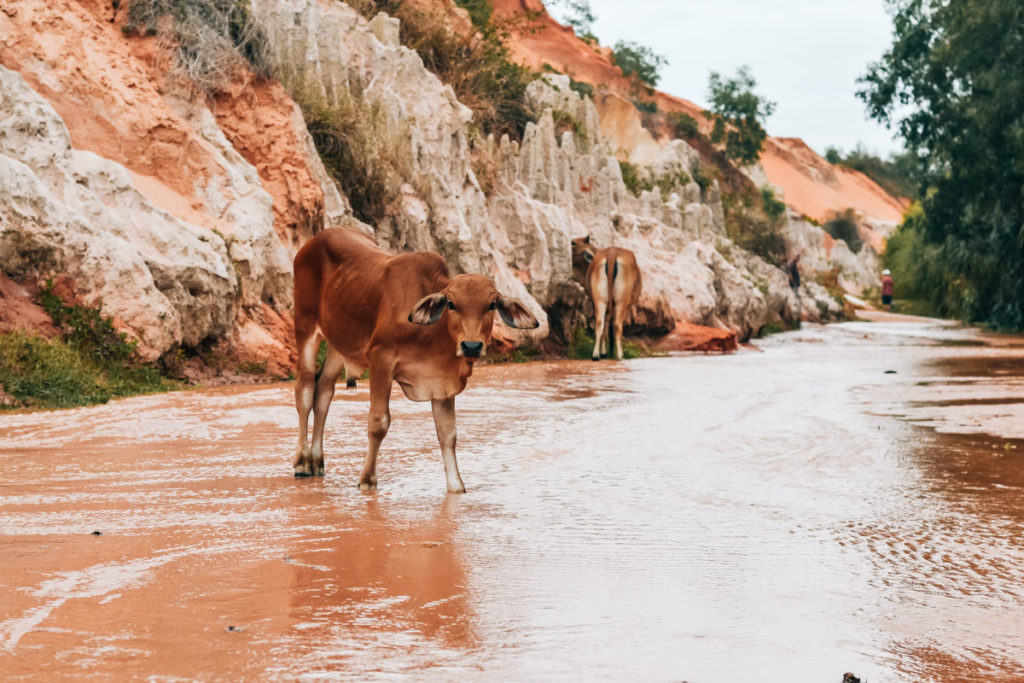 Fairy Spring Mui Ne