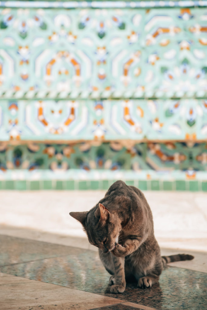Casablanca Sehenswürdigkeiten Tipps