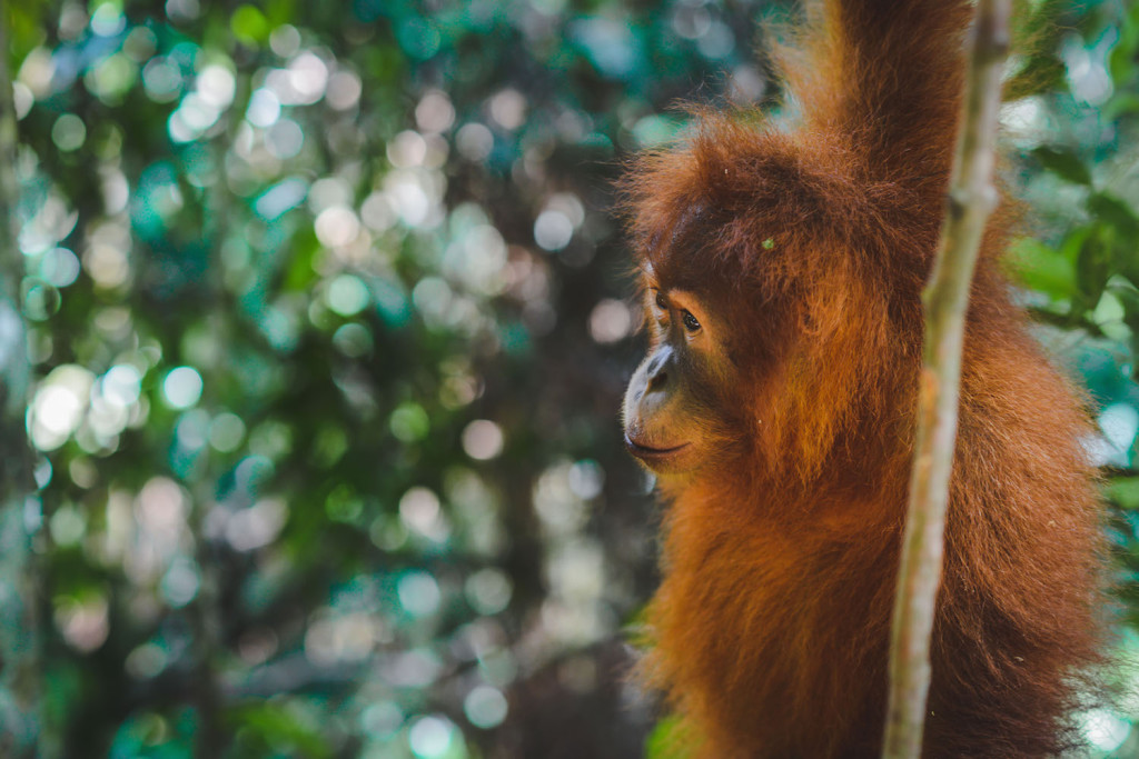 Orang Utan Bukit Lawang