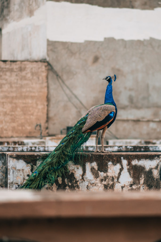 Jaipur Indien Tipps