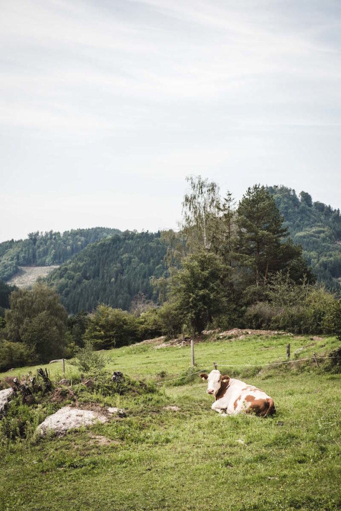 Mountainbike Mühlviertel Tipps