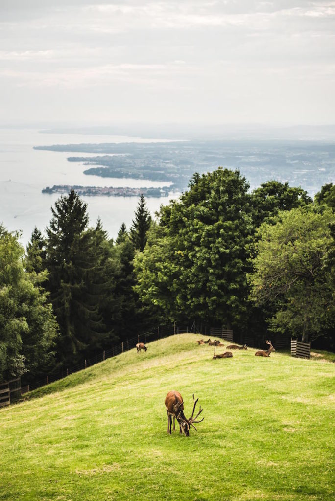 Pfänder Viewpoint