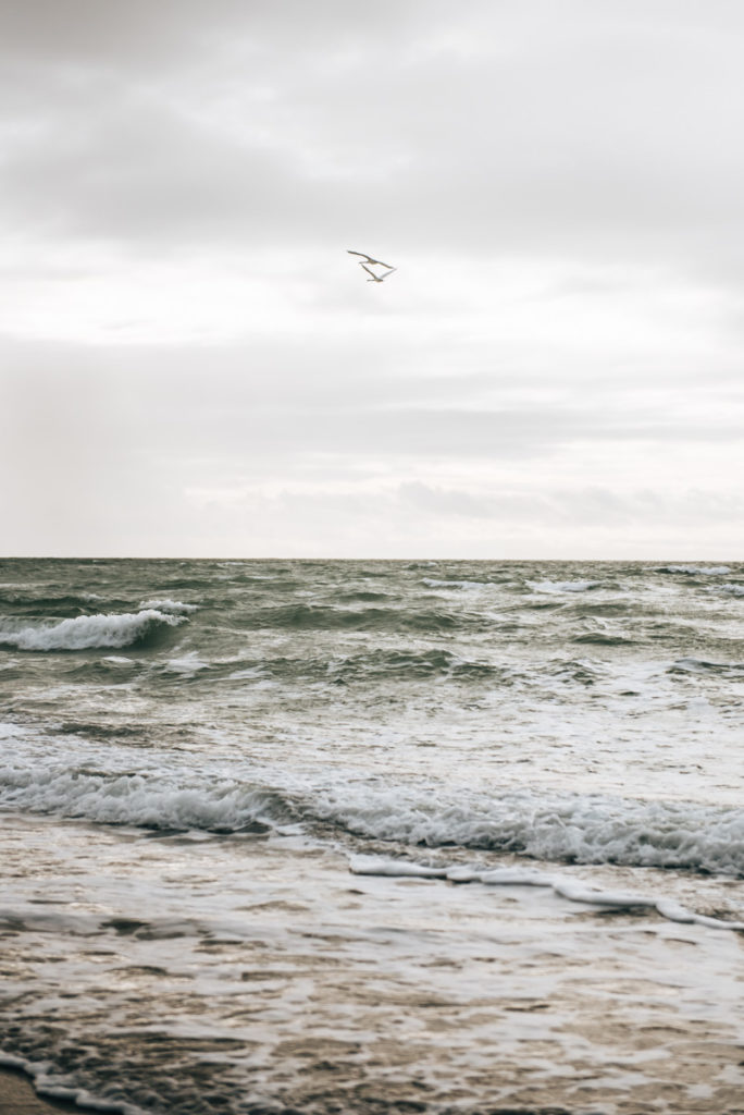 Kraniche beobachten Ostsee