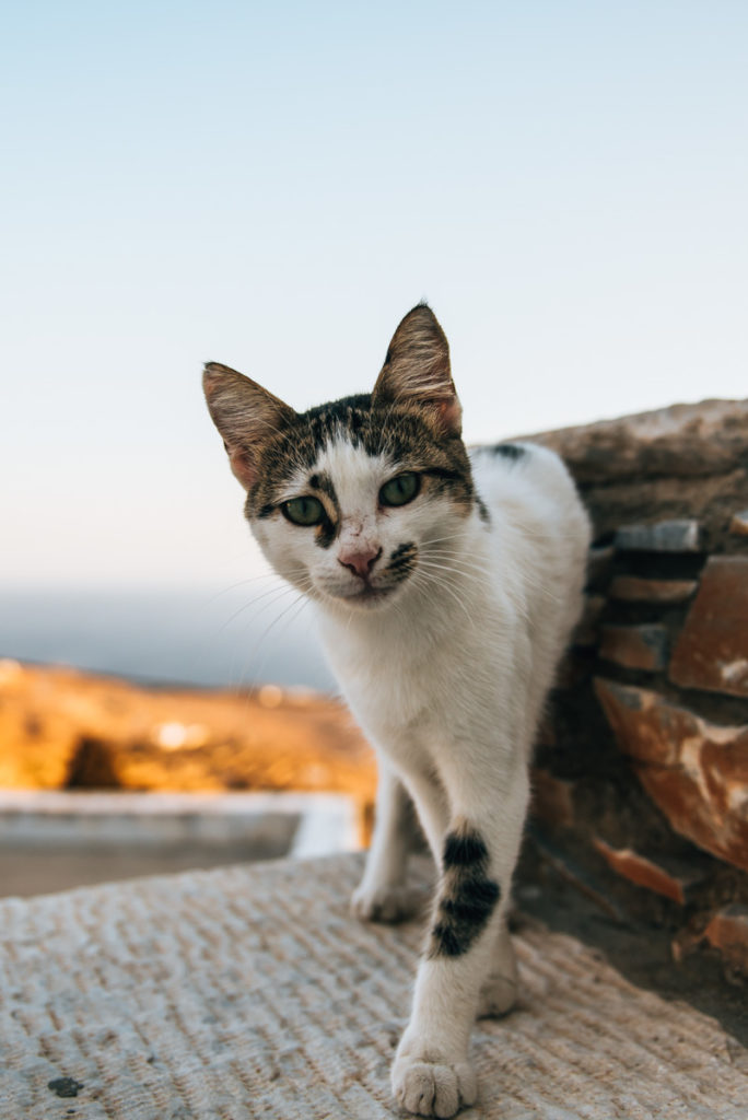 Tips Tinos