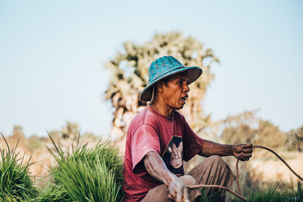Landwirtschaft Myanmar