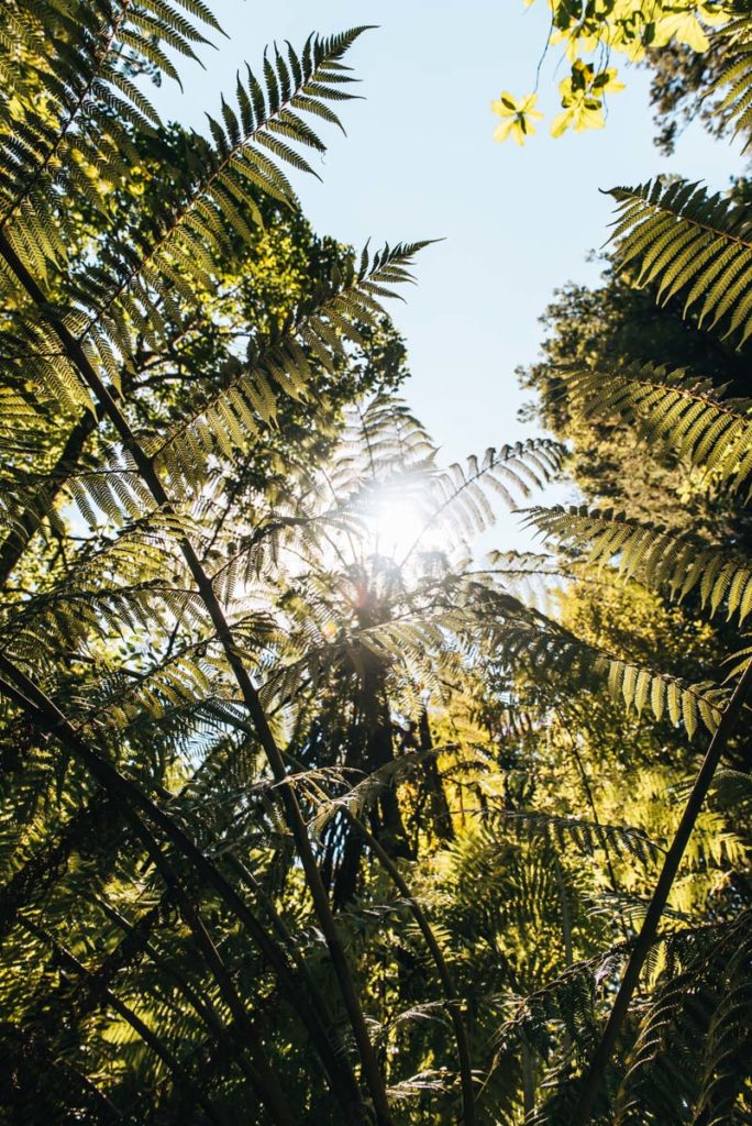 Abel Tasman Track