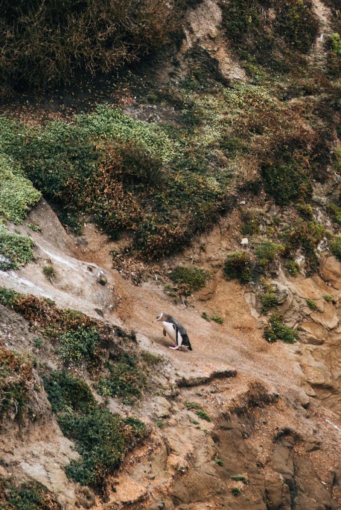 Dunedin penguins