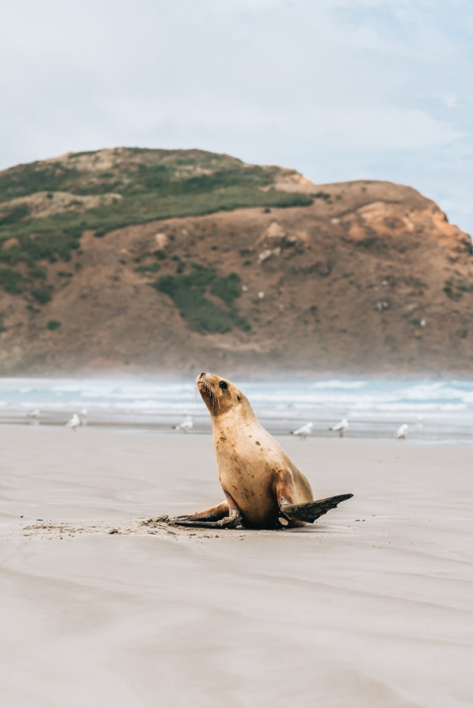 Sandfly Bay sea lions