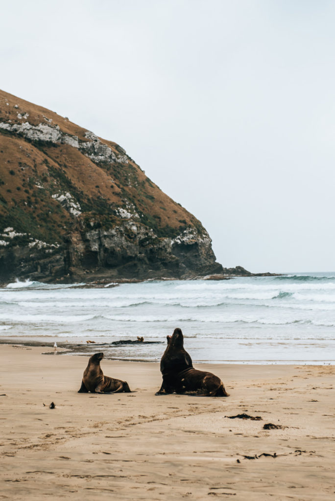 Cannibal Bay Catlins