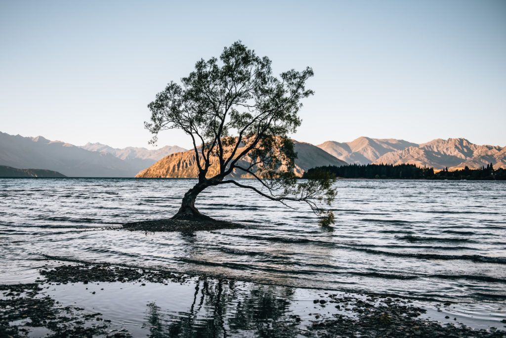 Wanaka Tree