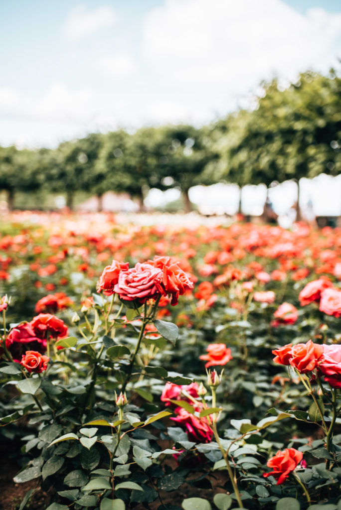 Bamberg Rose Garden