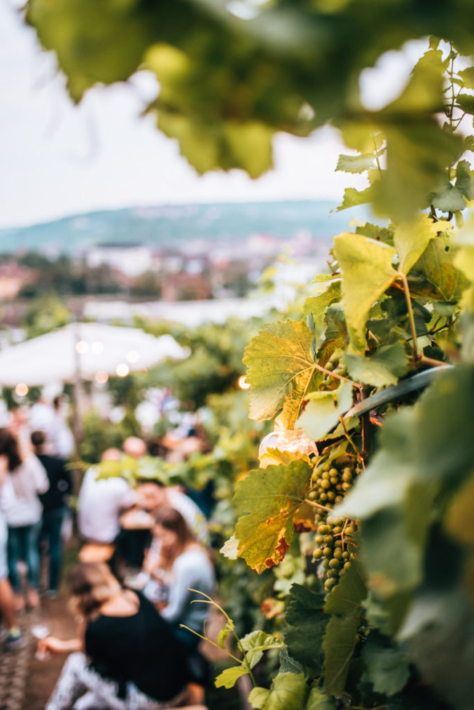 Wein am Stein Würzburg