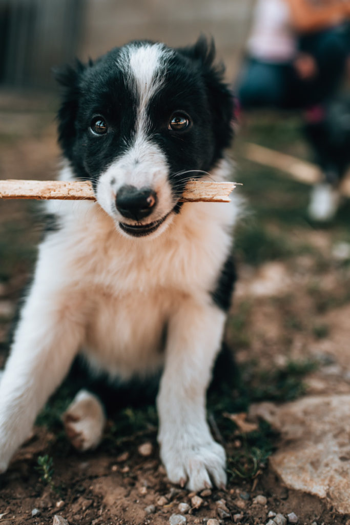 Südfrankreich Hunde