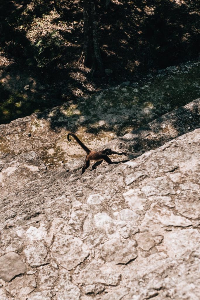 Calakmul Tiere