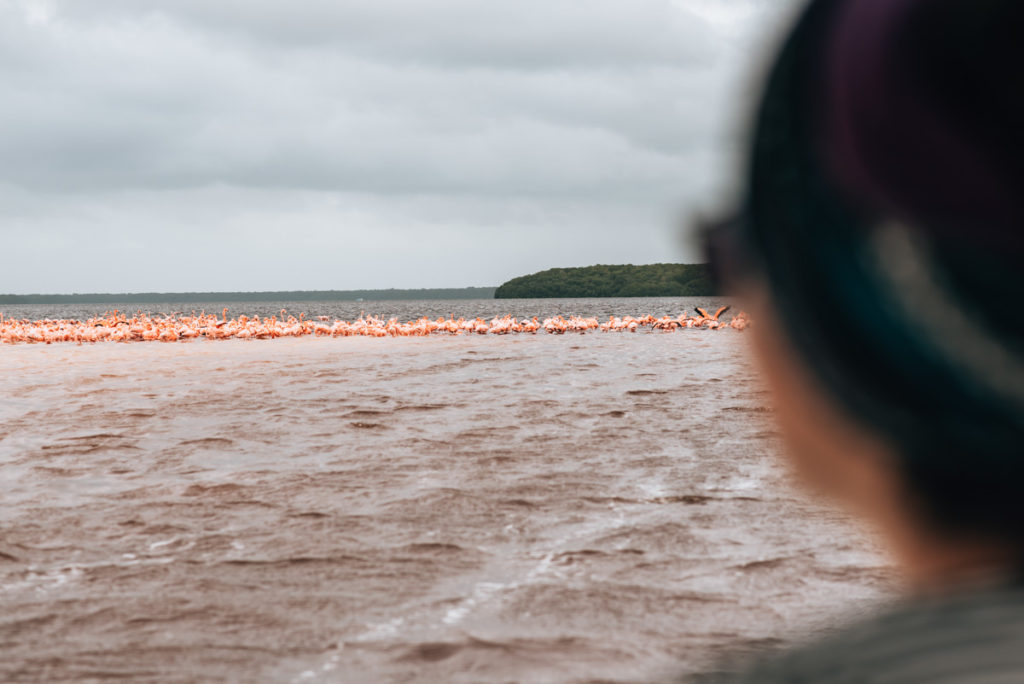 Celestun Flamingos