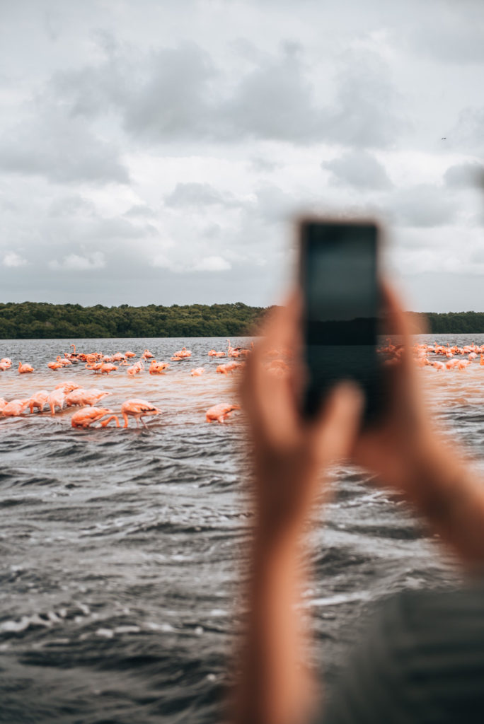 Celestun Flamingos Tips