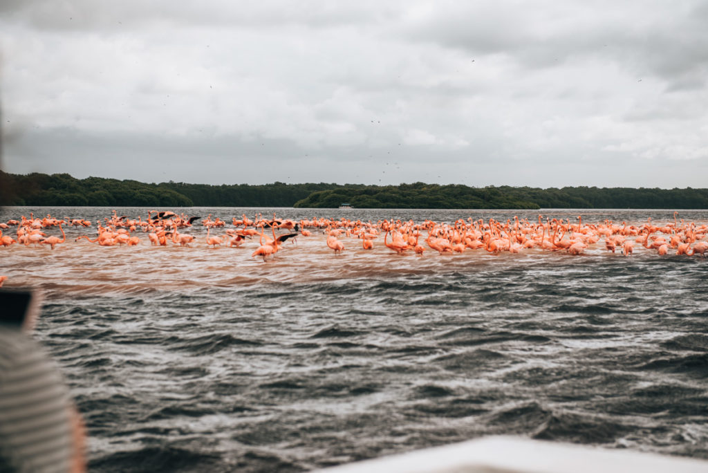 Flamingos Merida