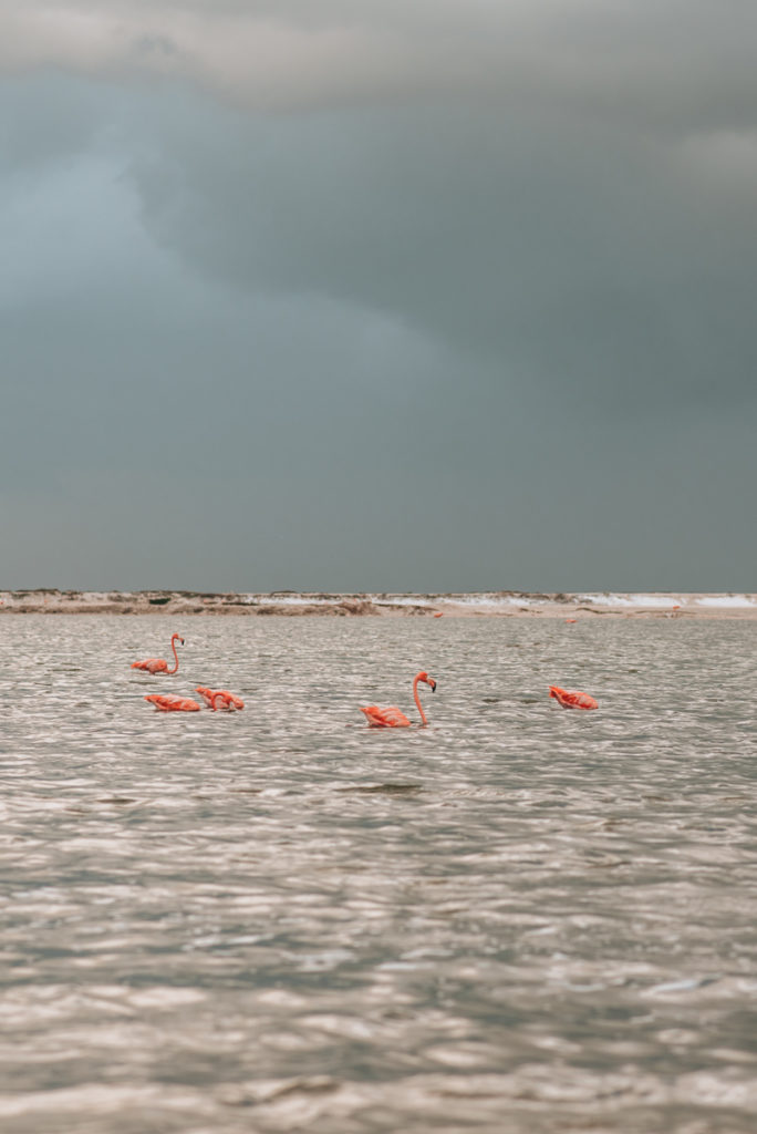 Flamingo Yucatan