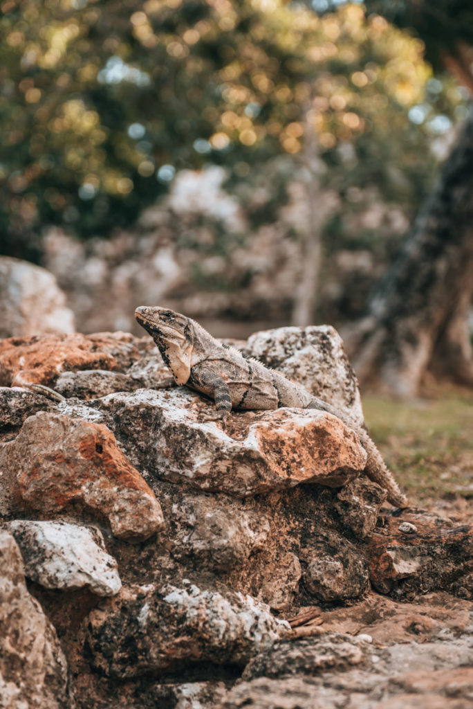 Leguane Yucatan