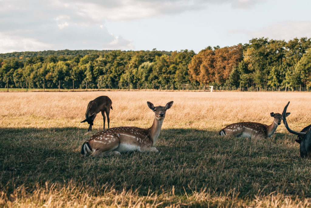 Lainzer Tiergarten Rehe