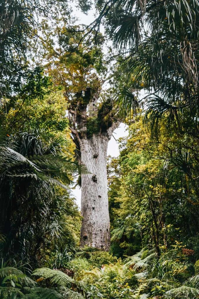 Tane Mahuta