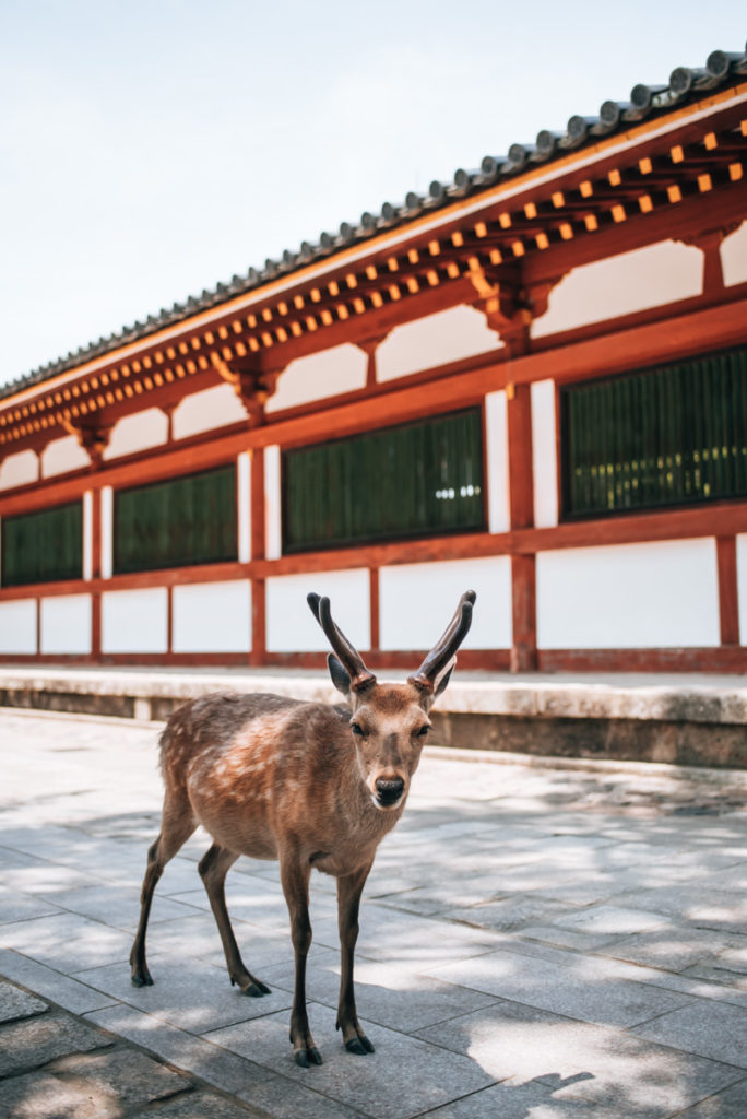 Nara Deer