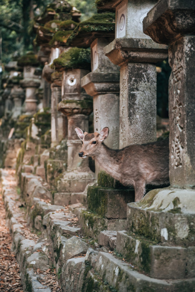 Deers Nara