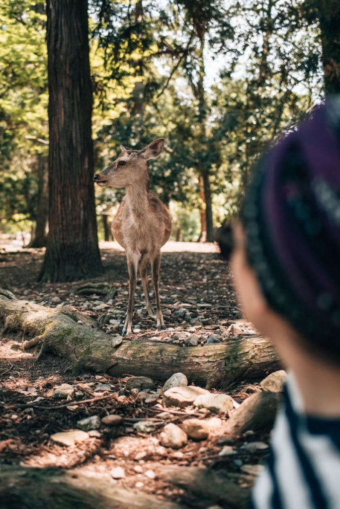 Nara Deer