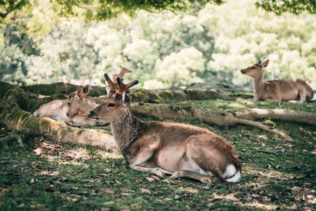Nara Tipps
