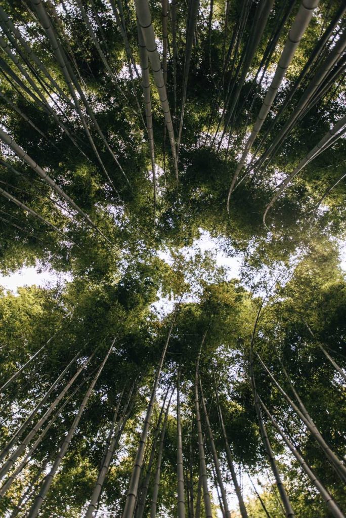 Arashiyama Bamboo Forest