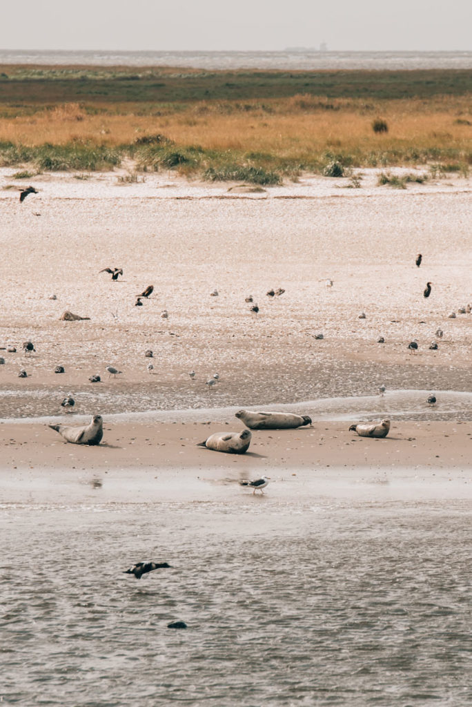 Robben Nordsee