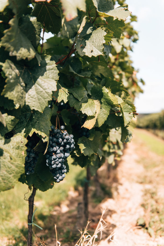Weinreben Zellerndorf