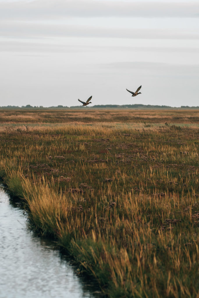 Westerhever