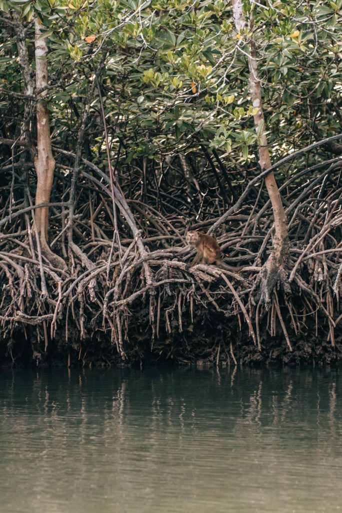 Krabi Mangroven