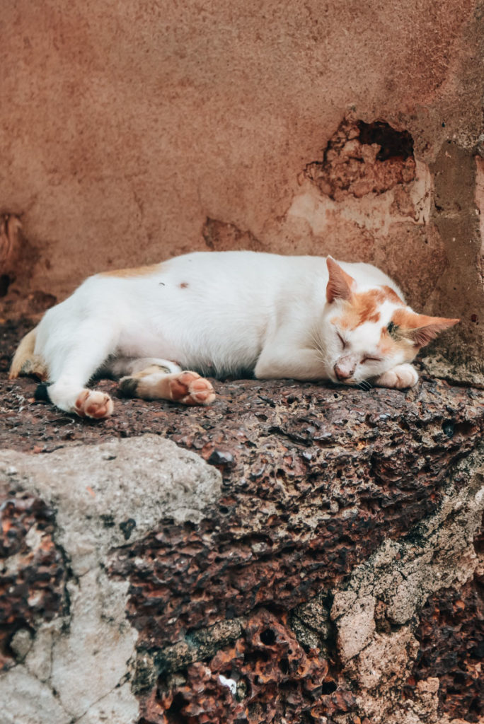 Melaka Katzen