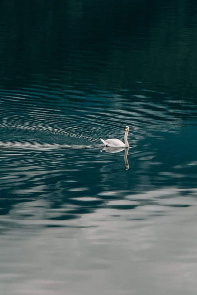 Millstätter See Schwan