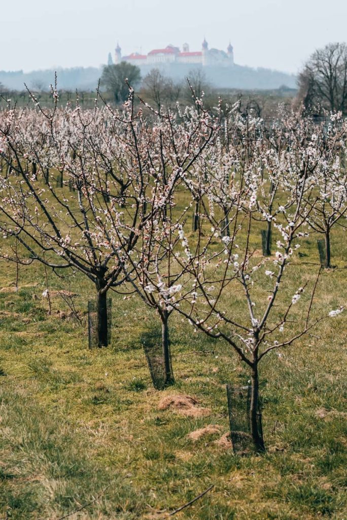Wachau Marillenblüte
