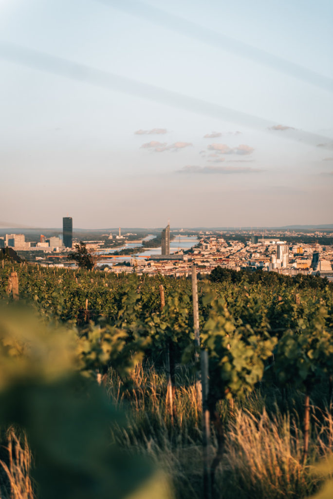 Vienna on a budget