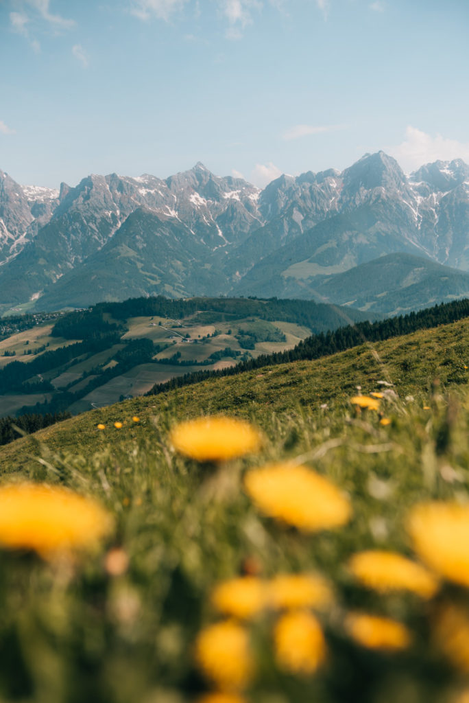 Hochkönig Blumenwiese