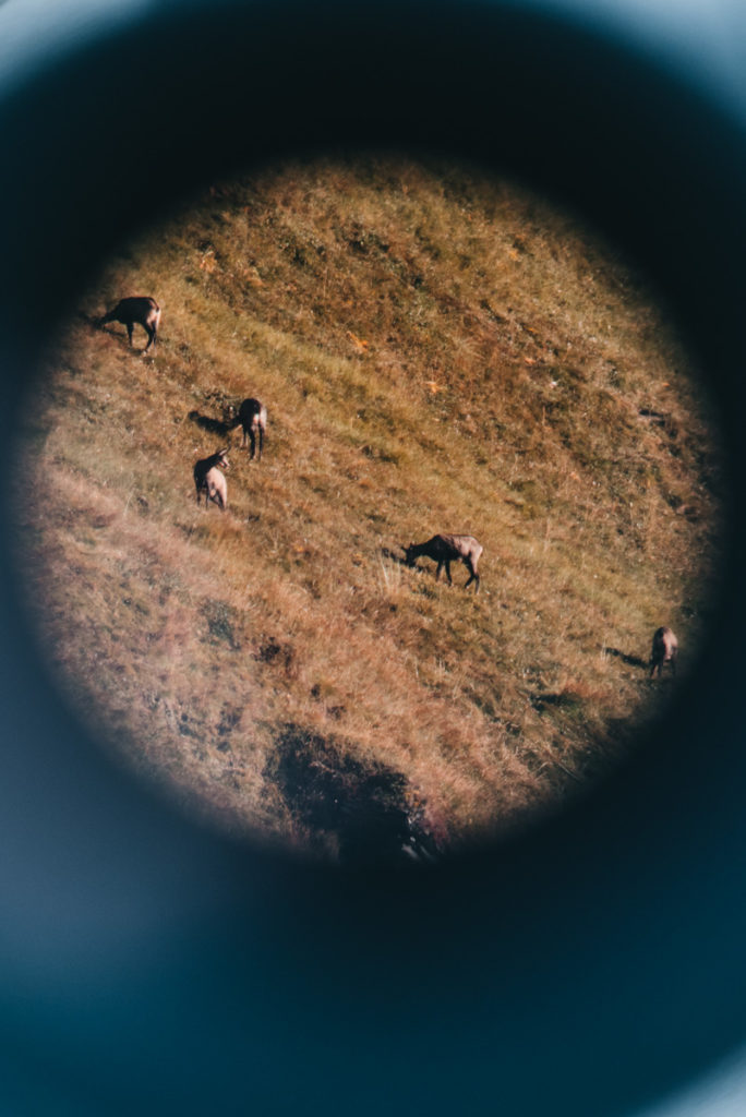Wildtierbeobachtung Osttirol