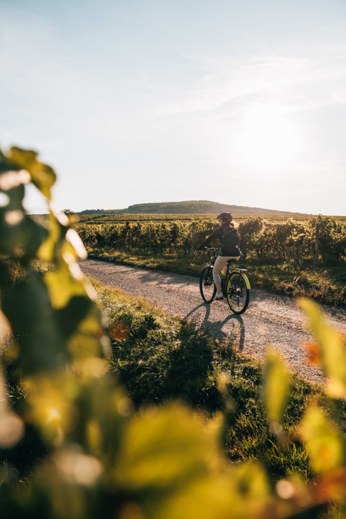 Weinviertel Radfahren