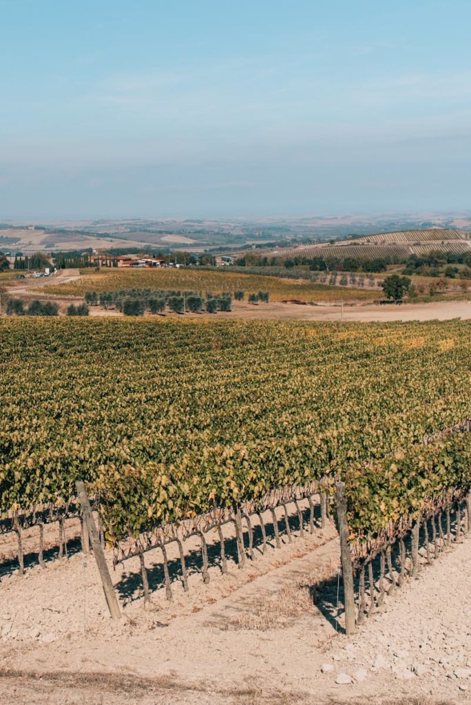 Weinreben Montalcino