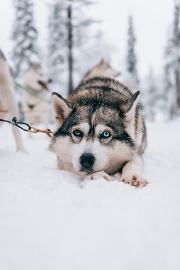 Salla Finnland Huskys