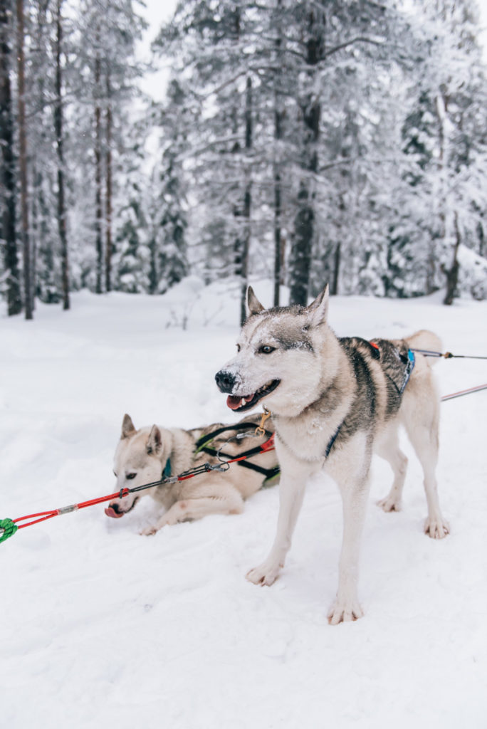 Salla Lappland