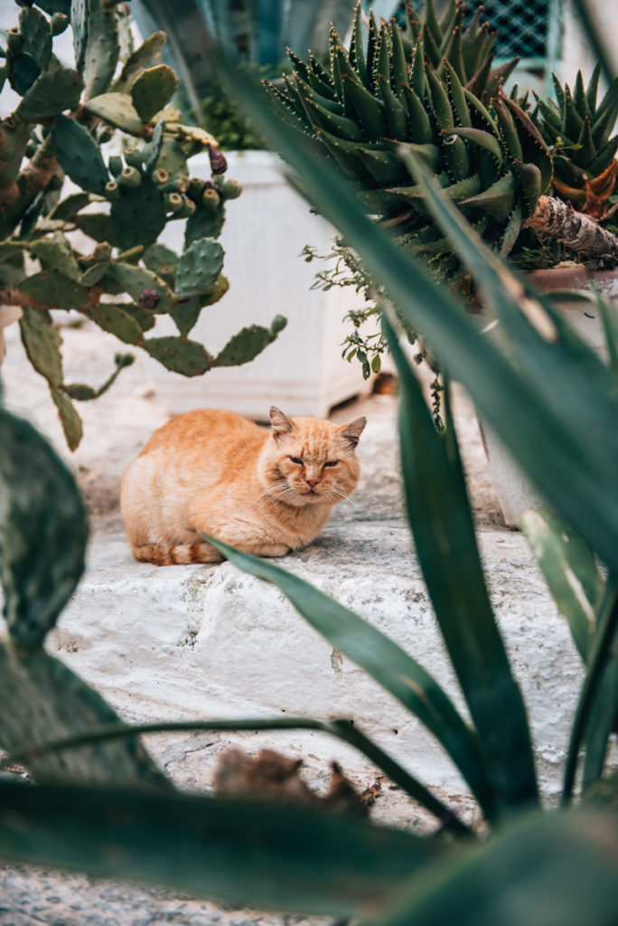 Ostuni Puglia