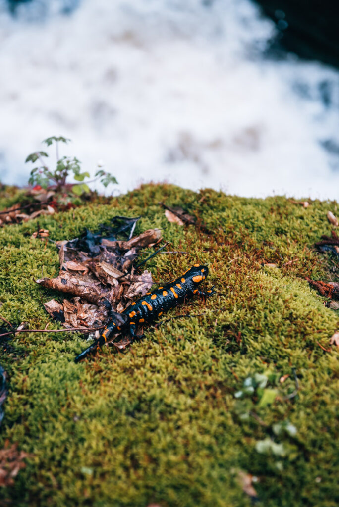 Ysperklamm Feuersalamander