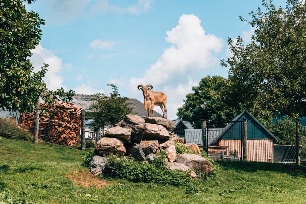 Tierpark Scheifling