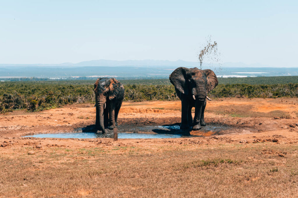 Addo Elefanten Südafrika