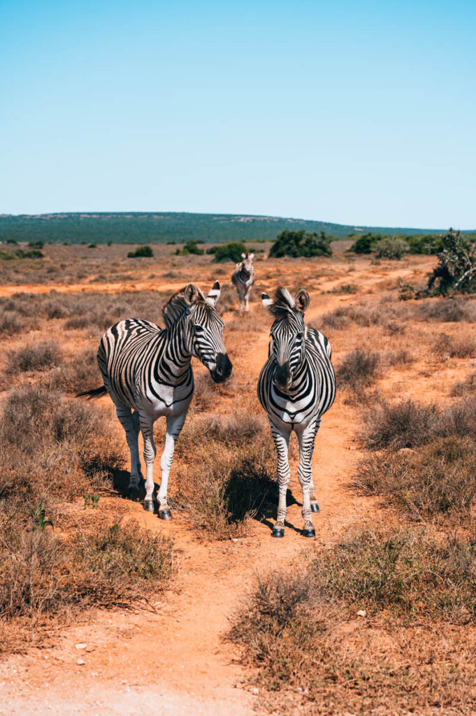 Addo Nationalpark Zebras
