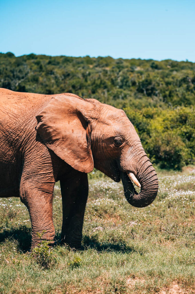 Addo Südafrika Elefanten